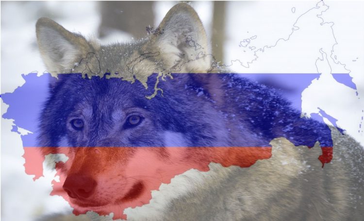 Jest takie powiedzenie, że Rosja to stan umysłu, ta historia tylko je potwierdza, rolnik zabił tam wilka, udusił go gołymi rękami.