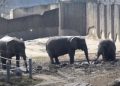 Niestety słonica Linda z poznańskiego ZOO nie żyje. W e wtorek władze ogrodu zoologicznego poinformowały, że zwierzę zachorowało.