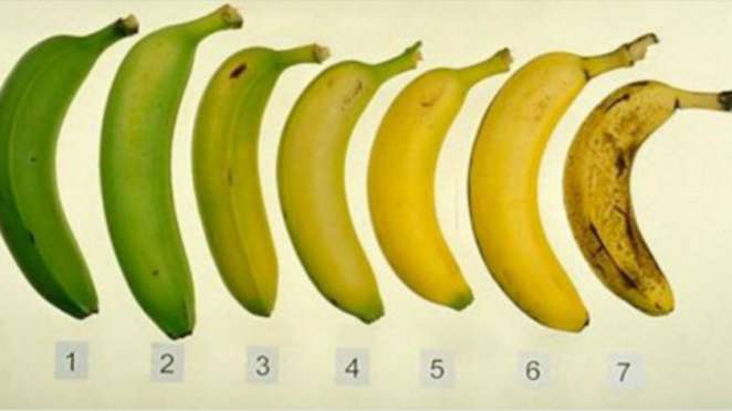 Banany są uwielbiane na całym świecie. Są nie tylko smaczne, ale też zdrowe. To prawdziwa bomba witaminowa. Oprócz tego zawierają też błonnik i przeciwutleniacze oraz niezbędne składniki odżywcze, które korzystnie wpływają na nasze zdrowie. Banany są doskonałe dla osób, które cierpią na niedobór potasu. Jeden owoc zawiera aż 465mg tego pierwiastka. W sklepach możemy spotkać banany w różnych kolorach, dlatego warto wiedzieć, które z nich są najlepsze dla naszego organizmu. Każdy kolor banana ma inne właściwości zdrowotne. Zielone banany pomagają regulować poziom cukru we krwi. Mają niski indeks glikemiczny i nie powodują nagłego wyrzutu insuliny. Dodatkowo takie niedojrzałe banany są dużo bardziej sycące. Lekko dojrzały banan, który ma już żółte zabarwienie jest dużo słodszy o zielonego. W tym stadium posiada już mnóstwo antyoksydantów, które chronią przed wolnymi rodnikami. Dojrzały banan, na którym zaczynają się pojawiać brązowe kropki jest bardzo smaczny. Te cętki oznaczają, że w owocu znajduje się TNF, czyli substancja, która wspomaga leczenie nowotworów. Oprócz tego dojrzały banan reguluje ciśnienie krwi i dodaje energii. Mocno dojrzałe, miękkie i brązowe banany są najsłodsze ze wszystkich. Dodatkowo wspierają zdrowie mięśni i kości oraz są bogate w składniki odżywcze. Zmniejszają też stres i niepokój.