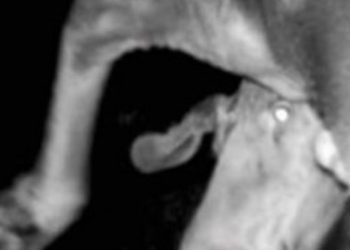 Badacz umieścił kamery w pobliżu elektrowni w Czarnobylu. Gdy zobaczył nagranie zawiadomił władze (Zobacz)