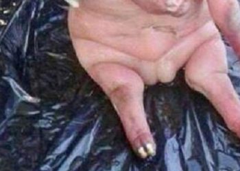 Na świat przyszło jagnię z ludzką głową. “Pół człowiek, pół bestia” (Zdjęcie)