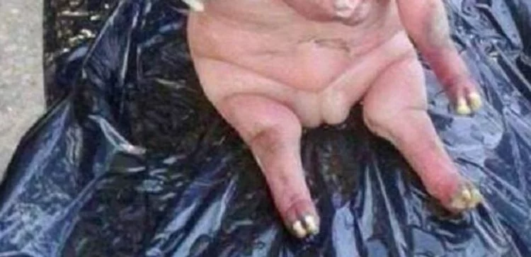 Na świat przyszło jagnię z ludzką głową. “Pół człowiek, pół bestia” (Zdjęcie)