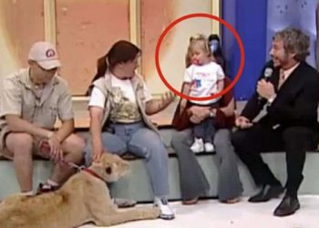 Przerażające! Lew rzucił się na dziecko w programie na żywo. Wszyscy zamarli