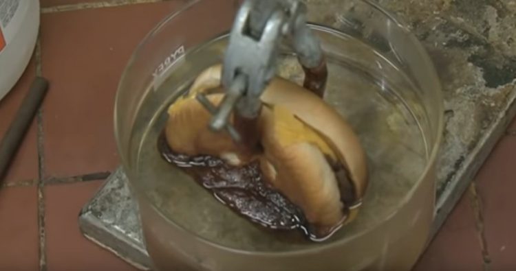 Gdy to zobaczysz, już nigdy nie zjesz w McDonald’s! Eksperyment, który wstrząsnął światem (wideo)