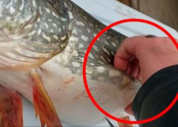 Rybak złapał dziwnego szczupaka. Gdy go otworzył i zobaczył co ma w środku, nie mógł uwierzyć (wideo)