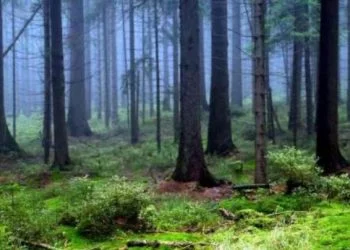 Są w polskich lasach. Za 100 gram dostaniesz 100 zł!