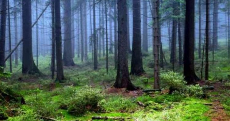 Są w polskich lasach. Za 100 gram dostaniesz 100 zł!