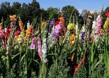 Na tym zdjęciu jest naga kobieta. Tylko nieliczni są w stanie ją zauważyć. Widzisz ją?