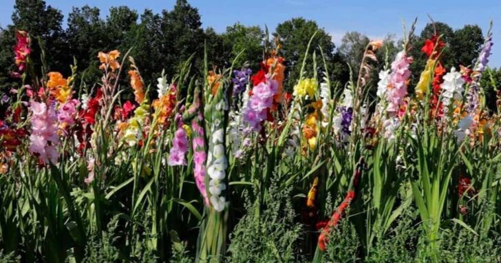 Na tym zdjęciu jest naga kobieta. Tylko nieliczni są w stanie ją zauważyć. Widzisz ją?