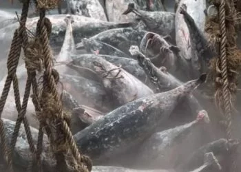 Lubisz ryby? Oto cała, przerażająca prawda o nich. Zobacz co jesz!