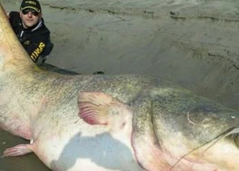 Swastyka i ludzkie kości znalezione w żołądku gigantycznego suma, którego złowili Polacy! (foto)