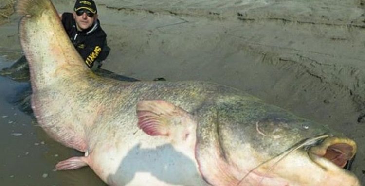 Swastyka i ludzkie kości znalezione w żołądku gigantycznego suma, którego złowili Polacy! (foto)