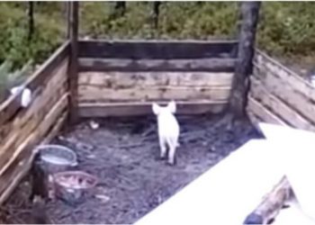 Przez 3 miesiące karmili prosiaka, ale ten nie tył. Zamontowali kamerę i wtedy poznali straszną prawdę