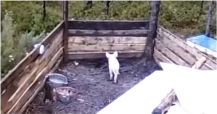 Przez 3 miesiące karmili prosiaka, ale ten nie tył. Zamontowali kamerę i wtedy poznali straszną prawdę