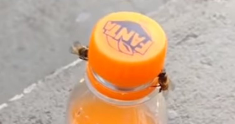 Nagranie z pszczołami błyskawicznie obiega sieć. To niesamowite co robią