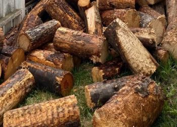 Widzisz psa na tym obrazku? Nielicznym udaje się go znaleźć w mniej niż minutę!