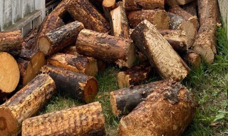 Widzisz psa na tym obrazku? Nielicznym udaje się go znaleźć w mniej niż minutę!