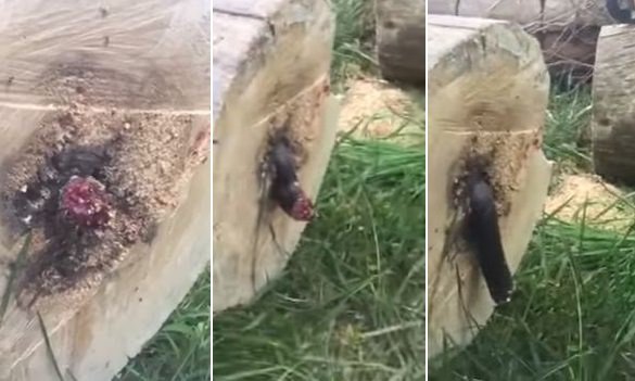 Ściął drzewo i nie wierzył własnym oczom, co w nim znalazł! Co byś zrobił na jego miejscu? [WIDEO]