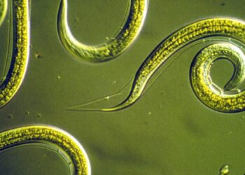 Przez 46 tysięcy lat znajdował się w wiecznej zmarzlinie, ale gdy naukowcy przywrócili go do życia, robak Panagrolaimus kolymaensis zaskoczył ich swoją zdolnością do partenogenezy – rozmnażania bez potrzeby partnera.