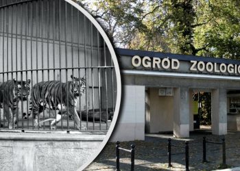 Poznań, jedyne miasto w Polsce z dwoma ogrodami zoologicznymi, zmierza ku końcowi pewnego etapu w swojej historii. Stare Zoo jest w centrum