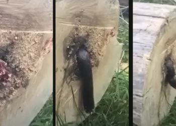 Każda praca ma w sobie elementy rutyny, ale czasami zdarzają się sytuacje, które wywracają codzienność do góry nogami. Tak właśnie było w przypadku Ryana Saundersa, amerykańskiego drwala,