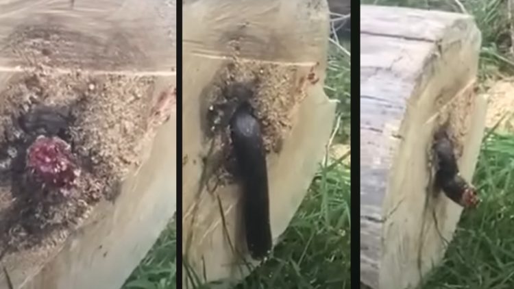 Każda praca ma w sobie elementy rutyny, ale czasami zdarzają się sytuacje, które wywracają codzienność do góry nogami. Tak właśnie było w przypadku Ryana Saundersa, amerykańskiego drwala,